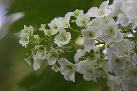 八重　カシワバアジサイ（柏葉紫陽花）