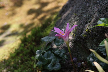 ゼフィランサス　一輪開花！