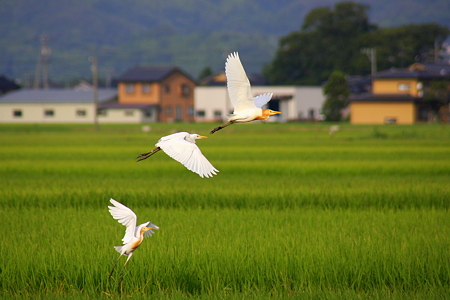 水田をお散歩　　 アマサギ