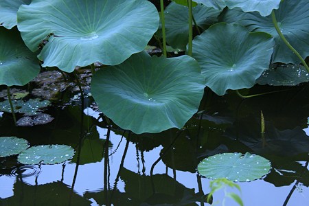 ハスの葉　妙蓮池