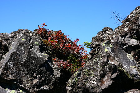 北八ヶ岳　岩石と紅葉