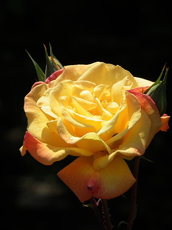 DSCF0163