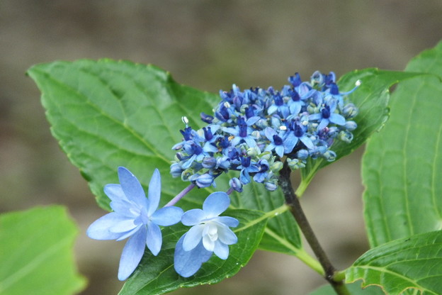 DSCF0267