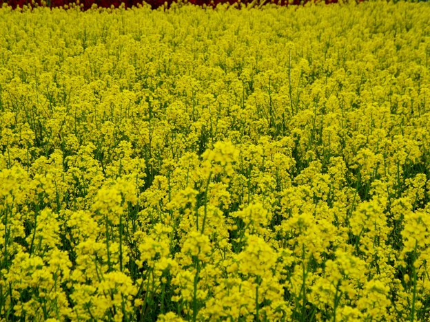 DSCF0079
