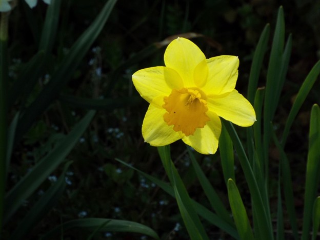 DSCF0486