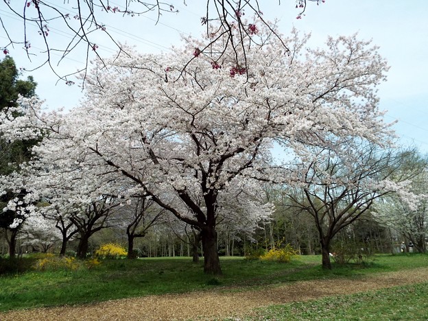 DSCF0180