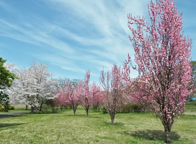 DSCF0320