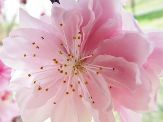 DSCF0251