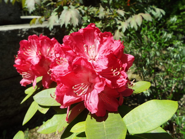 DSCF0002