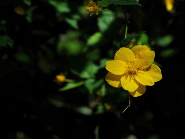 DSCF0039