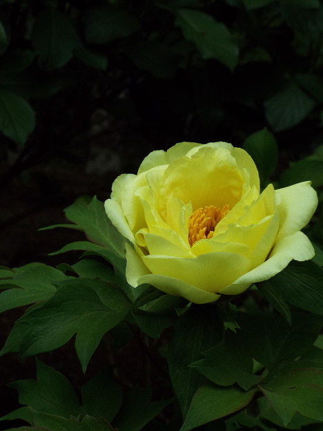 DSCF0235
