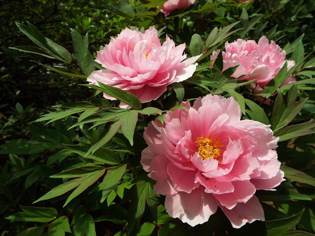 DSCF0270