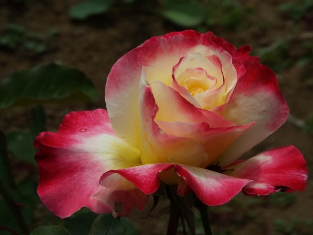 DSCF0261
