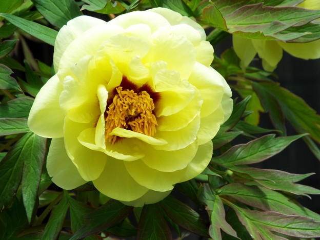 DSCF0288