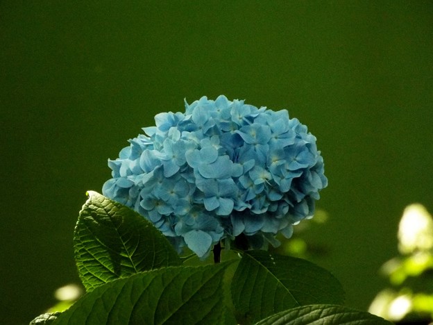 DSCF0719