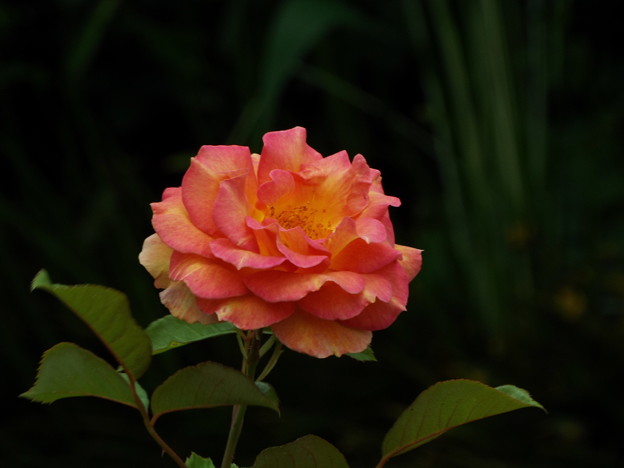 DSCF0090