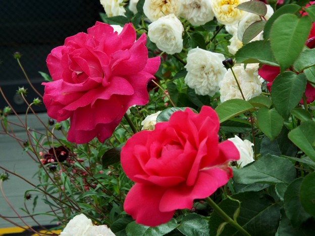 DSCF0305