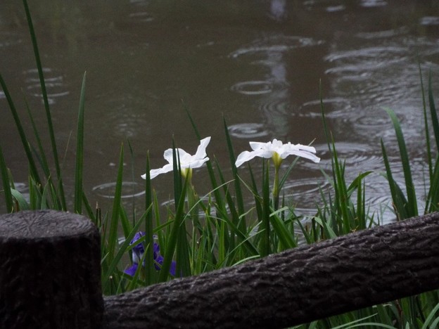DSCF0808