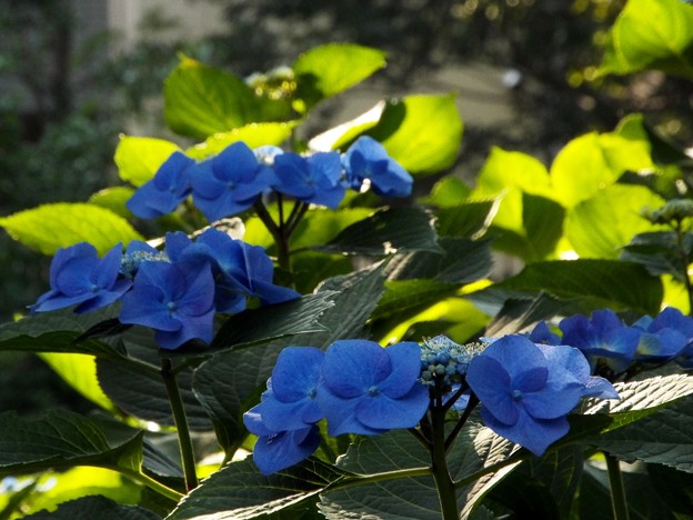 DSCF0956