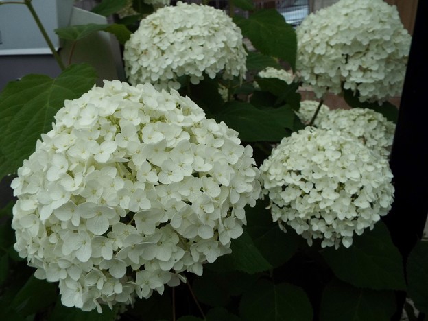 DSCF0004