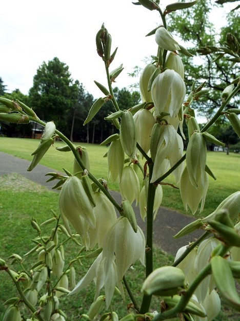 DSCF0137