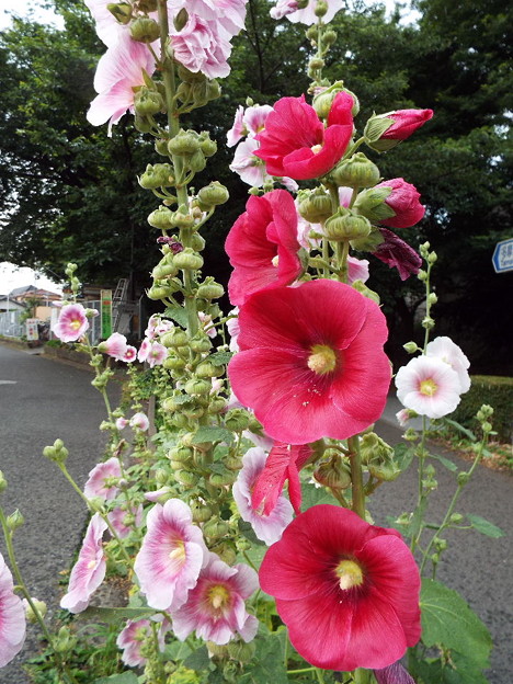 DSCF0762