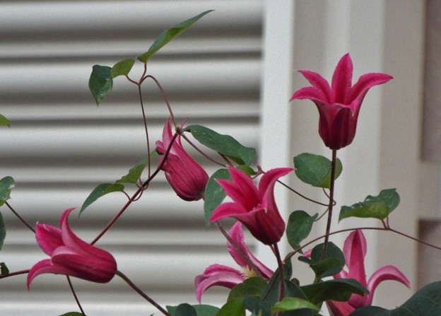 DSCF0824