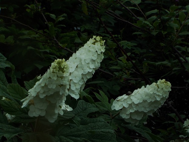 DSCF0178