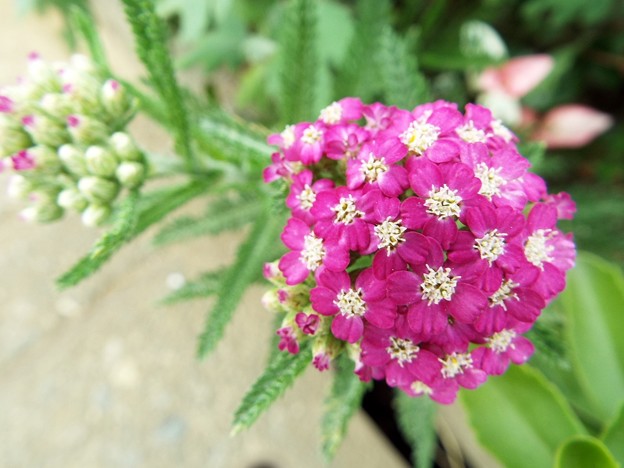 DSCF1397