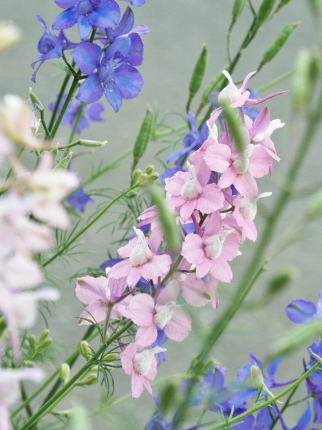 DSCF1418
