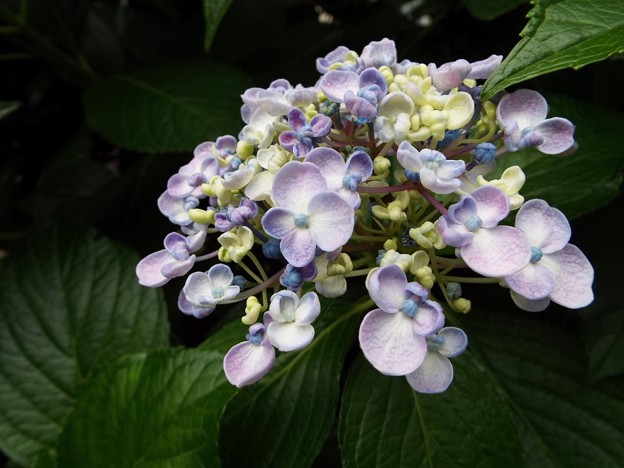 DSCF0039