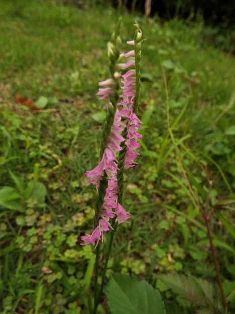 DSCF0055