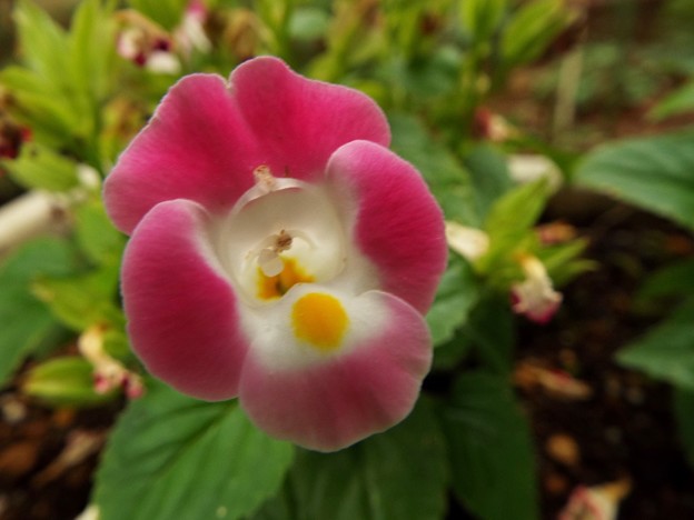 DSCF0084