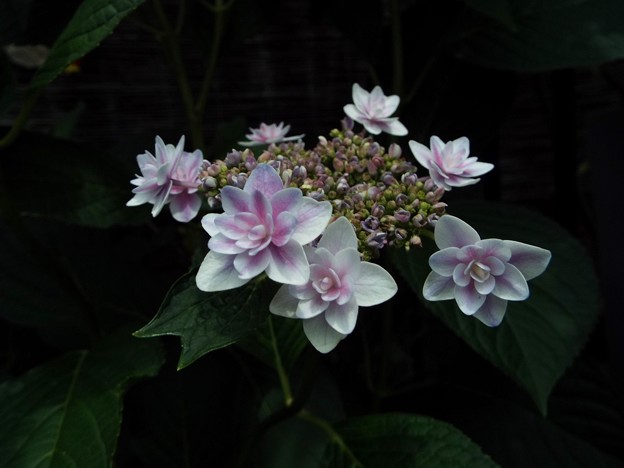 DSCF1451