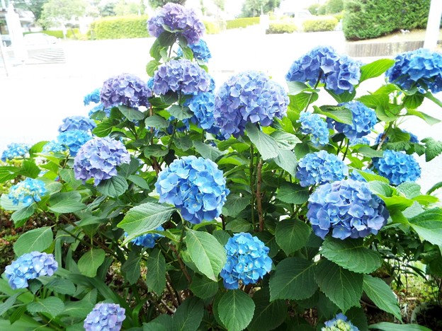 DSCF1506