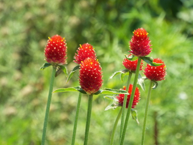 DSCF0205