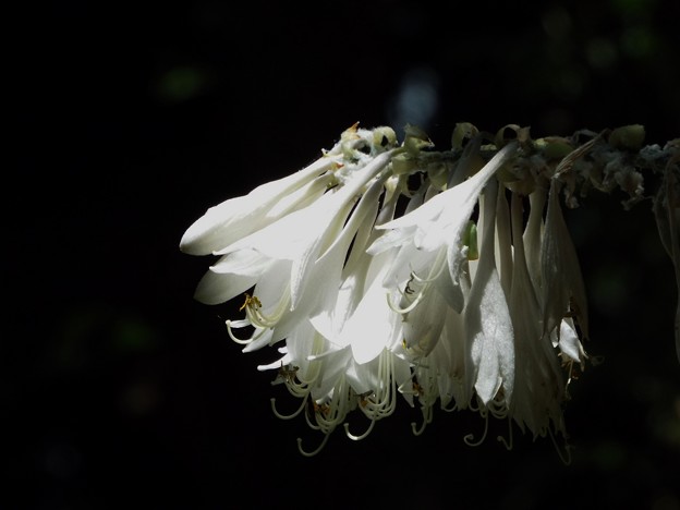 DSCF0056