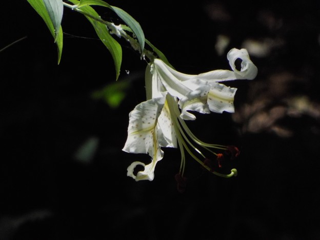 DSCF0058