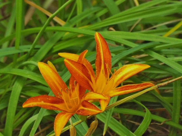 DSCF0104