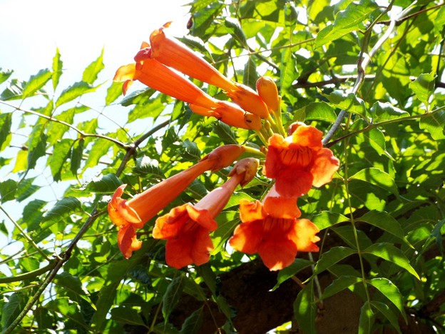 DSCF0099