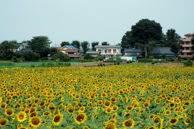 DSCF0008
