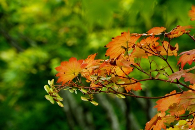 DSCF0397