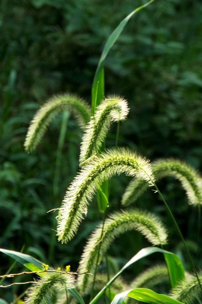 DSCF0535