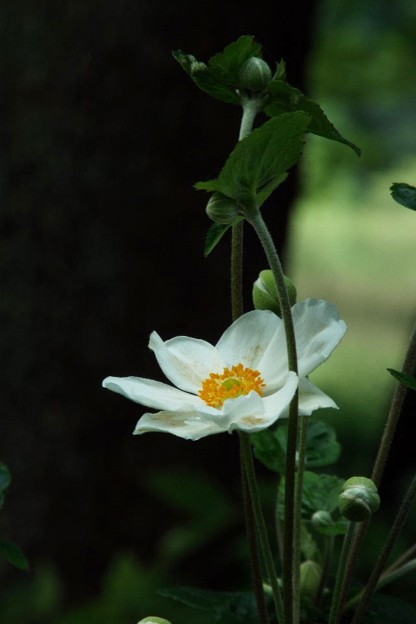 DSCF0614