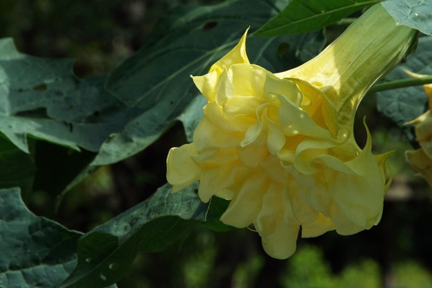 DSCF0121