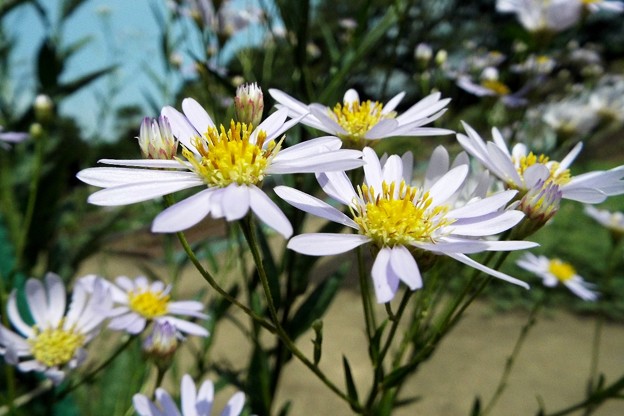 DSCF0258