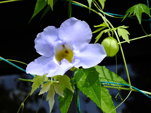 DSCF0244