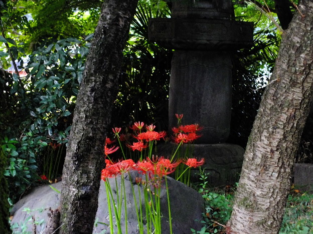 DSCF0225