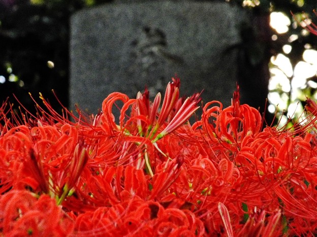 DSCF0235