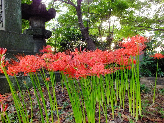 DSCF0240